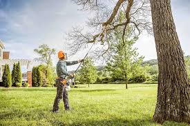 How Our Tree Care Process Works  in Hazelwood, MO